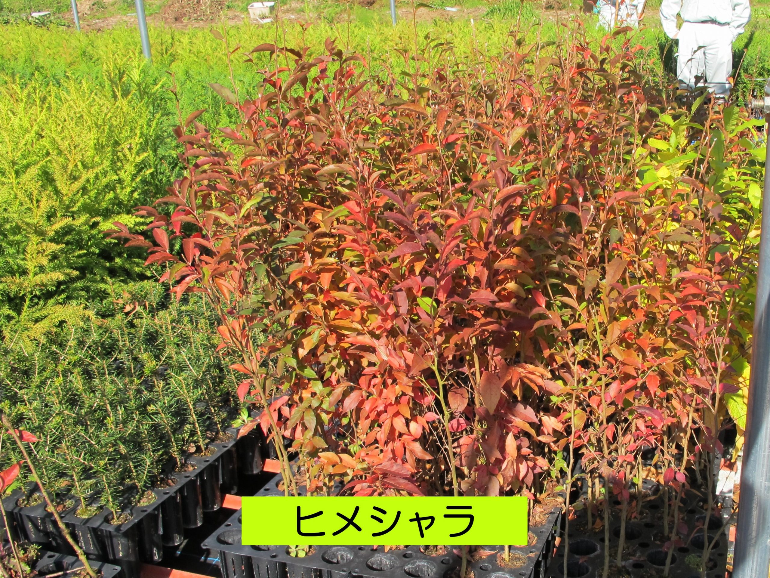苗木の紹介（令和4年6月末の集計です） | 神奈川県山林種苗協同組合